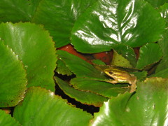 Pelophylax fukienensis