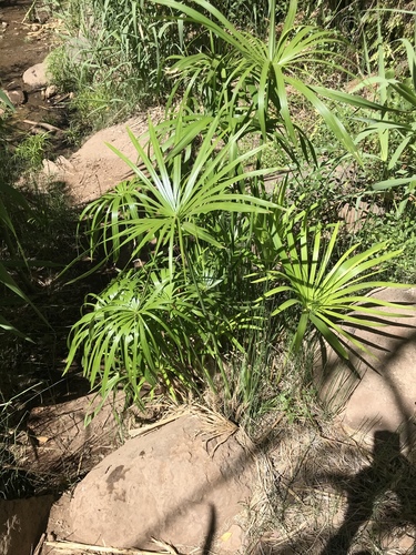 Cyperus alternifolius image