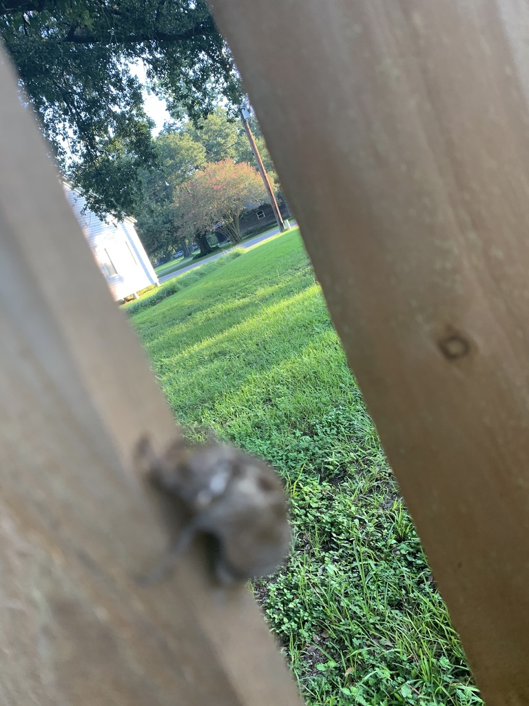 Cicadas from Chatrian St, Grand Coteau, LA, US on August 09, 2020 at 07