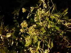 Eupatorium pubescens
