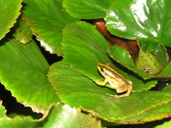 Pelophylax fukienensis