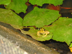 Pelophylax fukienensis
