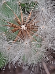 Gerbera cordata