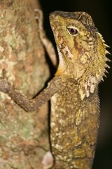 Lophosaurus spinipes