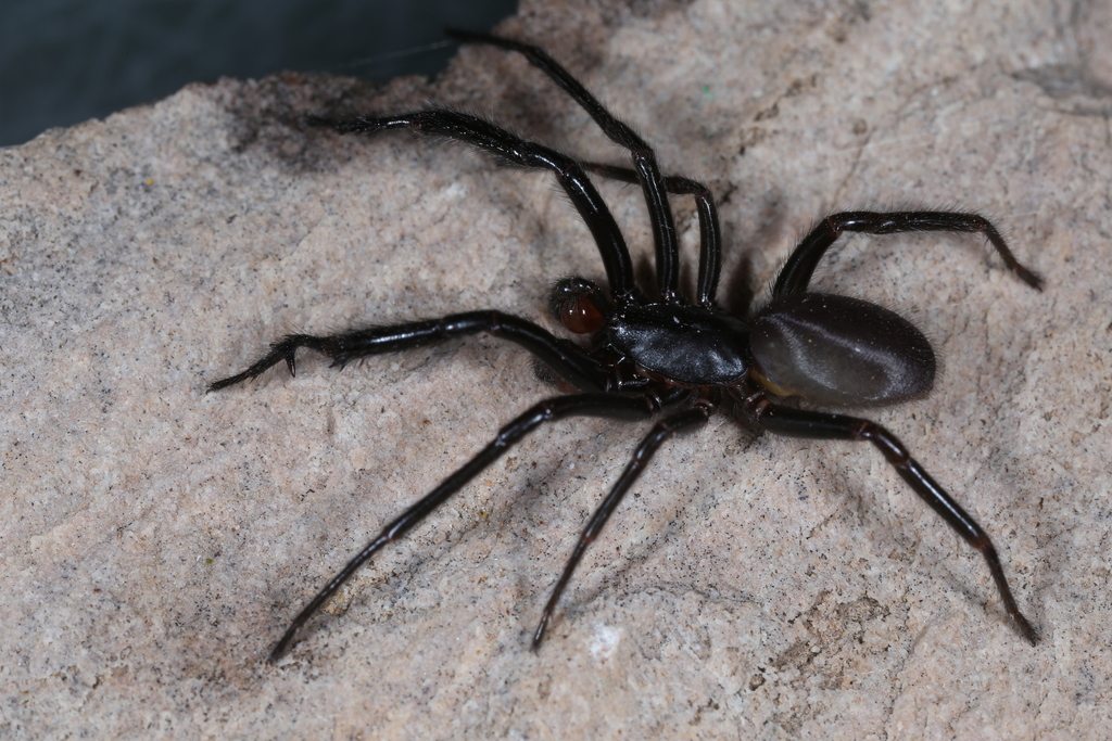 Ariadna pilifera