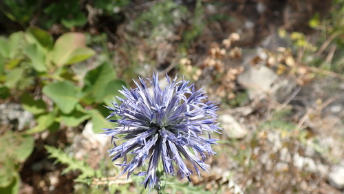 Southern globe thistle (Echinops ritro)