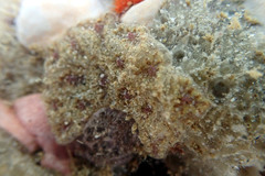 Botryllus