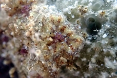 Botryllus