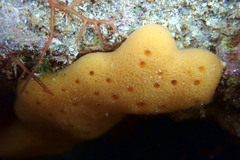 Callyspongia