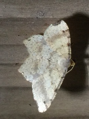 Macaria shanghaisaria