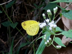 Eurema blanda