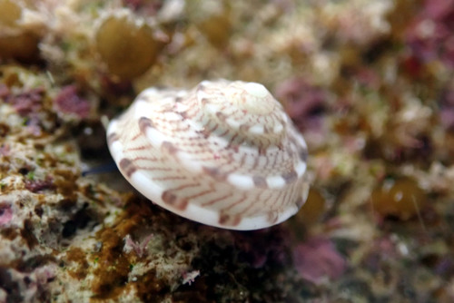 How to identify Notogibbula preissiana (R.A.Philippi, 1849)