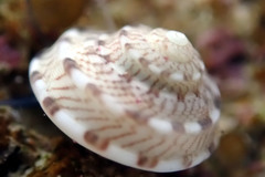 Notogibbula preissiana