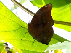 Doleschallia bisaltide