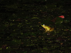 Pelophylax fukienensis