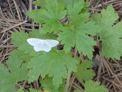 iNaturalist observation photo of Geometer Moths
