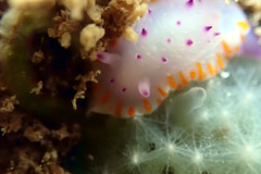 Mexichromis macropus