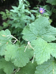 Ribes viscosissimum