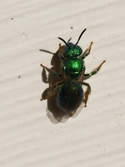 Augochloropsis viridula