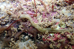Pterocirrus
