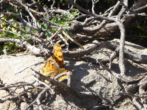 iNaturalist observation photo of Hoary Comma