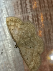 Synegia