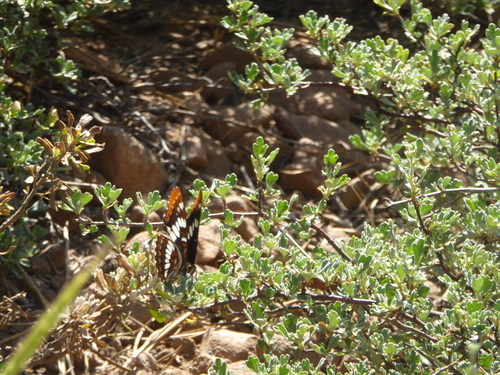 iNaturalist observation photo of Lorquin's Admiral