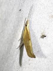 Ypsolopha dentiferella