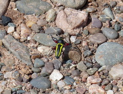 Naupactus sulphurifer
