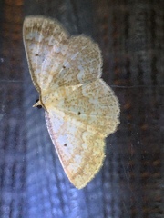 Synegia