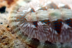 Ischnochiton smaragdinus