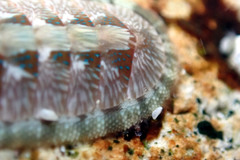 Ischnochiton smaragdinus