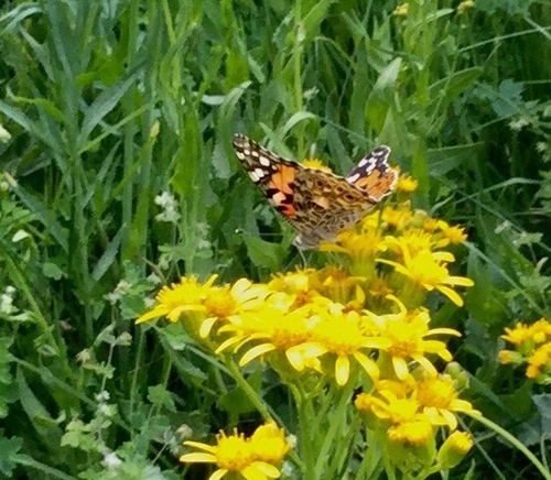 iNaturalist observation photo of Painted Lady