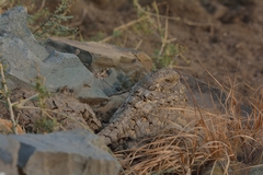 Caprimulgus mahrattensis