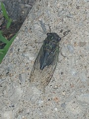 Neotibicen canicularis