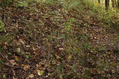 Taxus canadensis