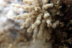 Cryptopolyzoon wilsoni