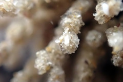 Cryptopolyzoon wilsoni