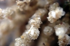 Cryptopolyzoon wilsoni