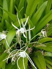 Crinum asiaticum