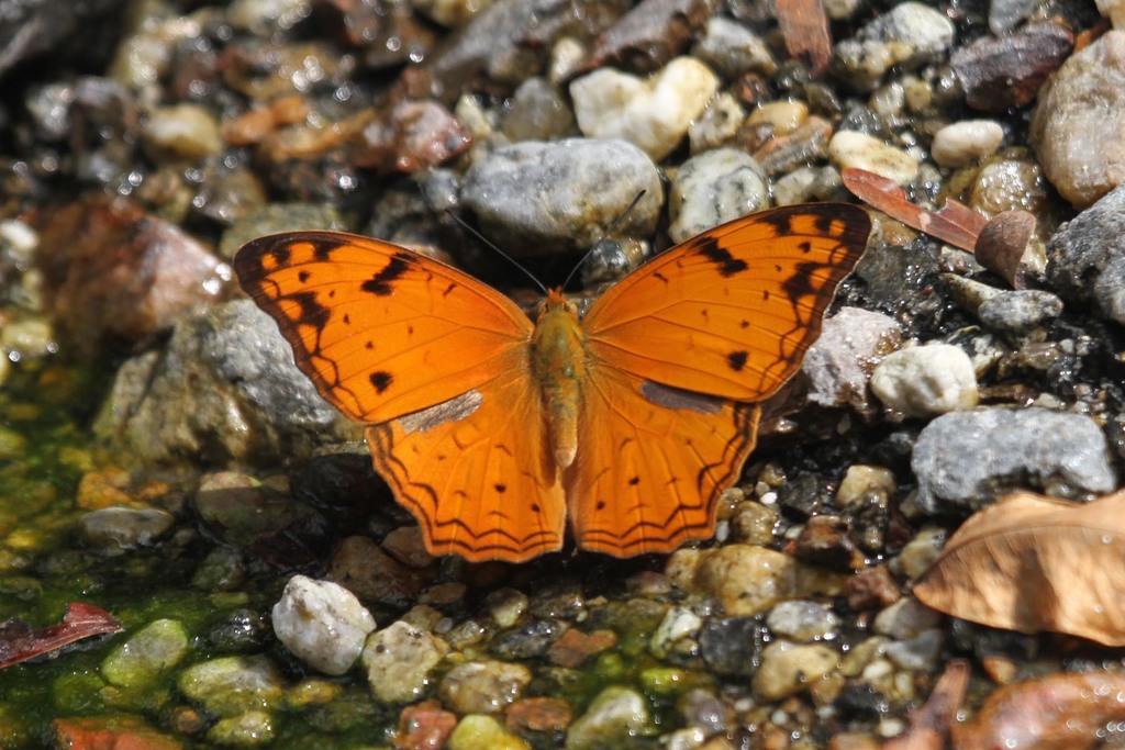 Lachnoptera