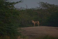 Canis lupus pallipes