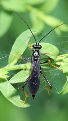 Exetastes suaveolens