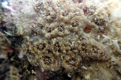 Botryllus