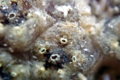 Botryllus