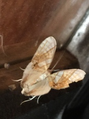 Eulithis convergenata