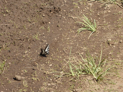 iNaturalist observation photo of Pale Swallowtail