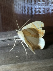 Eulithis convergenata