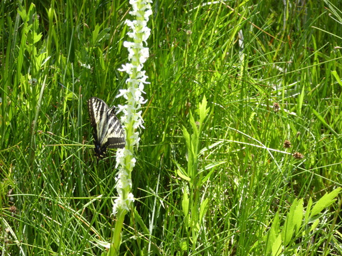 iNaturalist observation photo of Pale Swallowtail