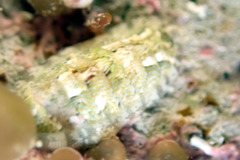 Ischnochiton thomasi